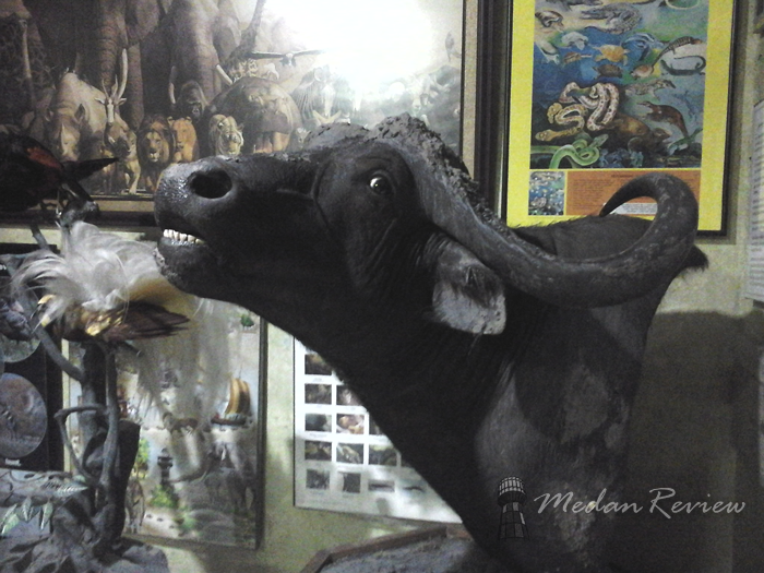 Galeri Rahmat (Rahmat International Wildlife Museum & Gallery)